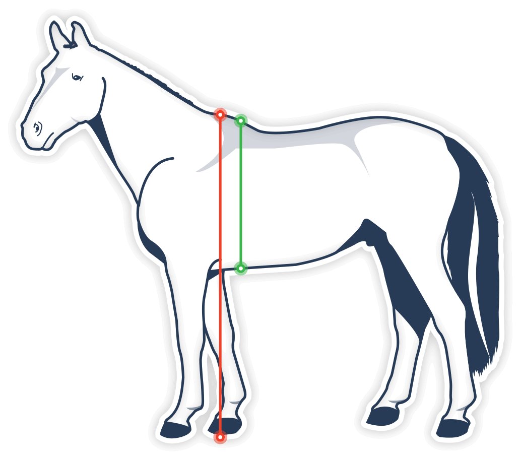 Estimer le poids de mon cheval