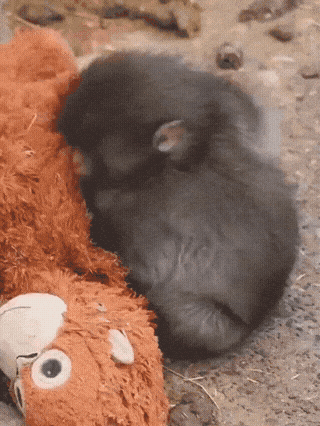 Punch the monkey animals GIF Download GIF &amp; MP4 GifVif