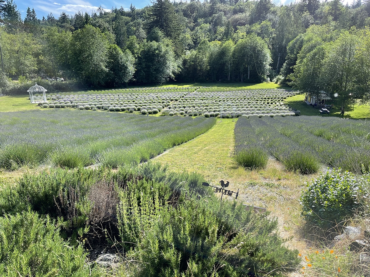 Forest bathing at Crescent Valley Lavender Farm Gig Harbor Now A