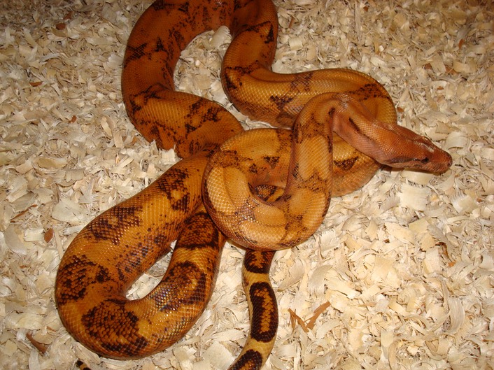 DSC09067 Gilbert Boas