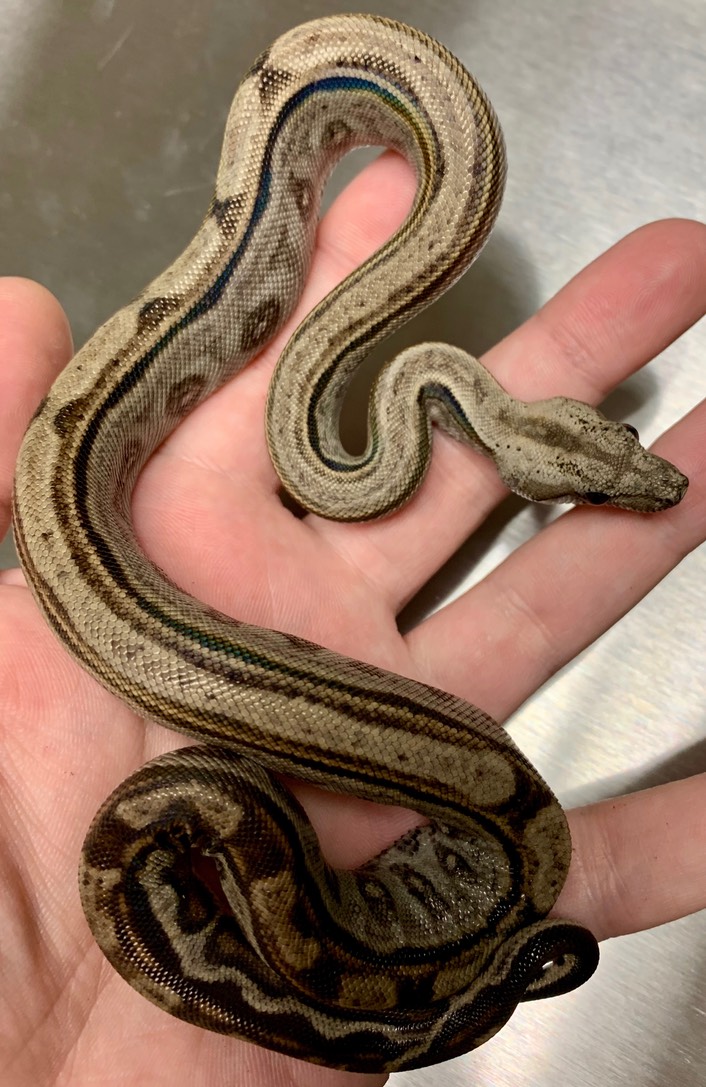 Motley 66 TH T+ Blackberry M1 Gilbert Boas