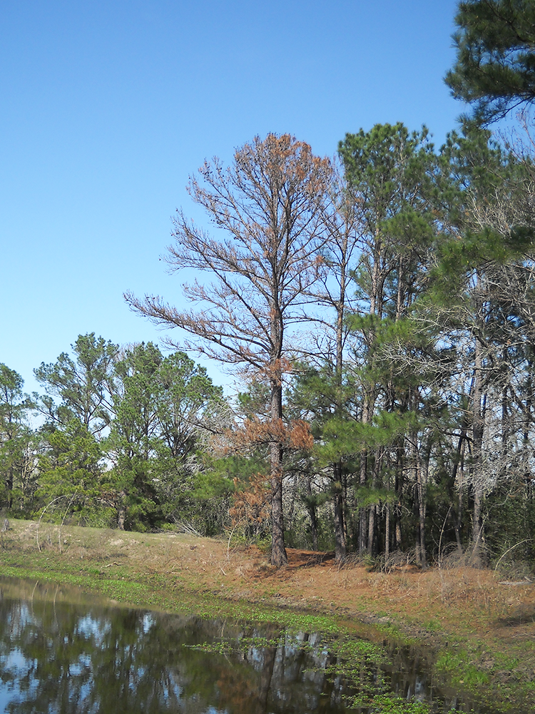 Extreme environmental conditions make Texas trees susceptible to