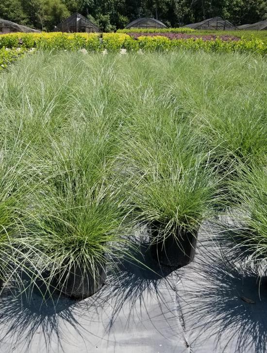 About Us Gilmore Plants and Bulbs Co