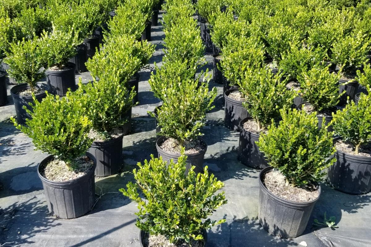 About Us Gilmore Plants and Bulbs Co