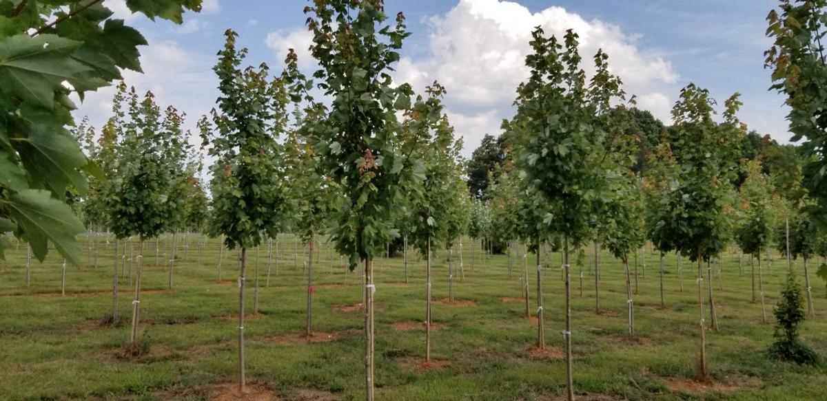 About Us Gilmore Plants and Bulbs Co