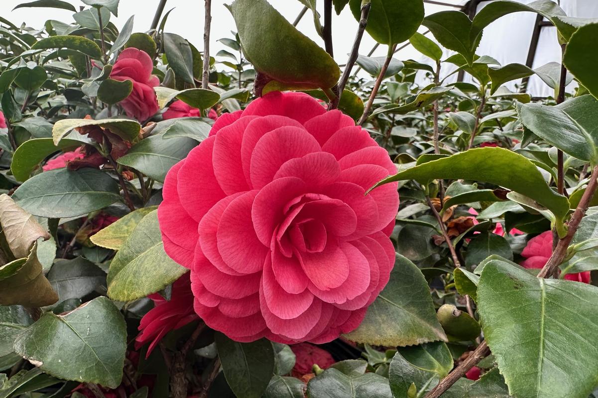 About Us Gilmore Plants and Bulbs Co