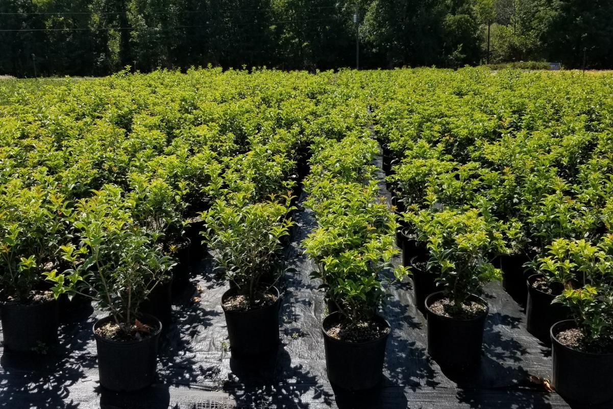 About Us Gilmore Plants and Bulbs Co