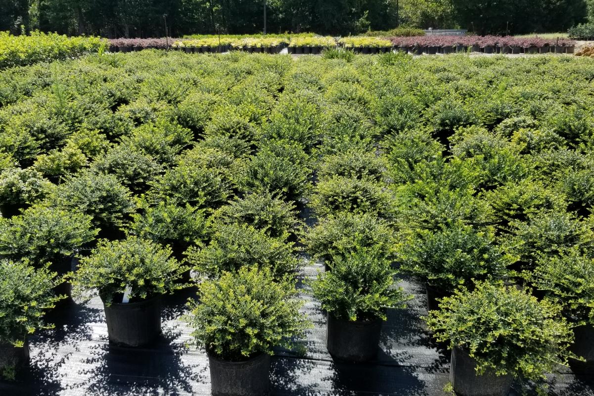 About Us Gilmore Plants and Bulbs Co