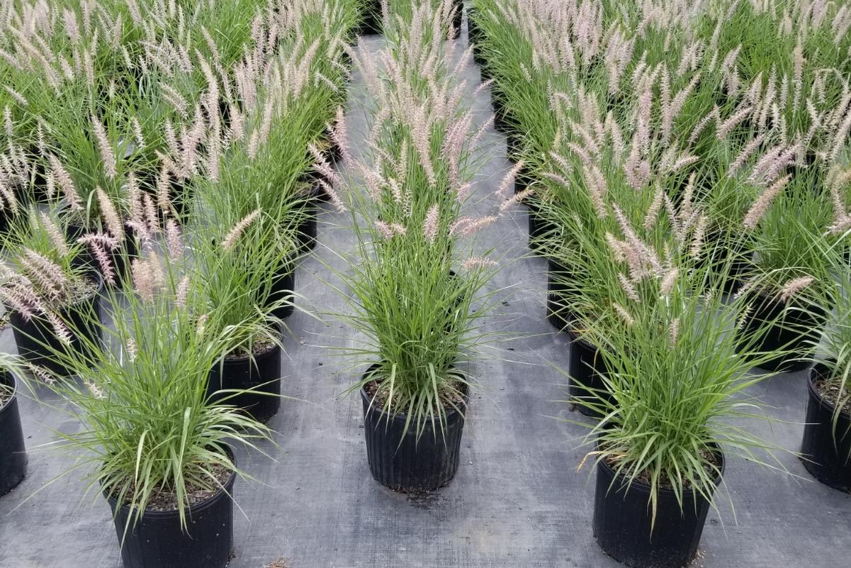 About Us Gilmore Plants and Bulbs Co