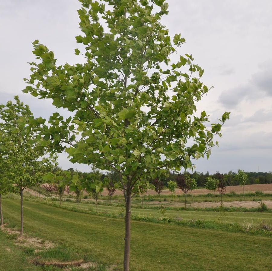 Platanus acerifolia 'Bloodgood' London Plane Tree from Gilmore Plants