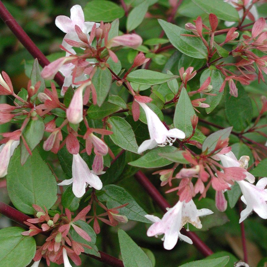 Abelia 'Edward Goucher' Abelia from Gilmore Plants