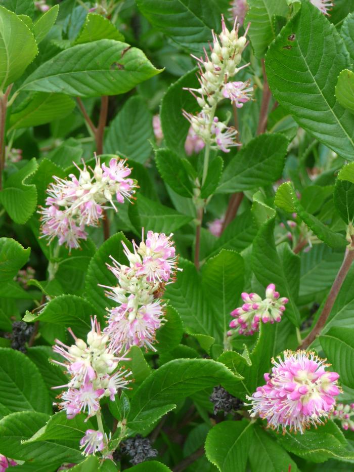 Clethra alnifolia 'Ruby Spice' Summersweet from Gilmore Plants