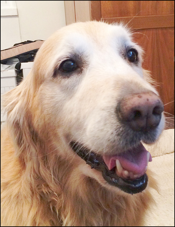 Why Are My Dogs Back Legs Giving Out