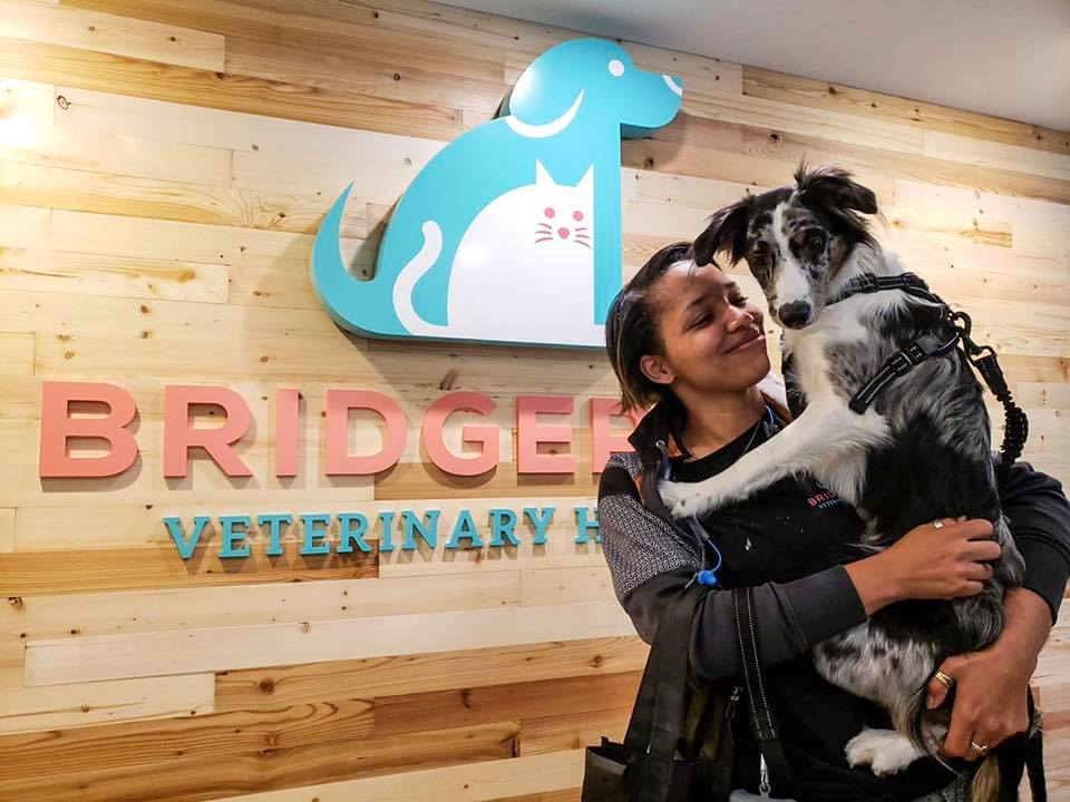 Bridgeport Veterinary Hospital Does It All With Gingr
