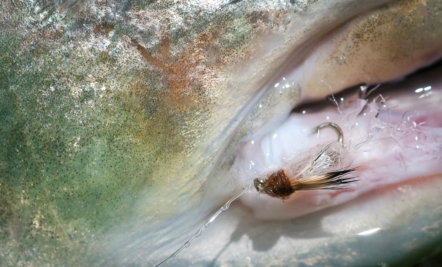 The Only Two Caddis Pupa Patterns I Really Need to Carry Fly Fishing