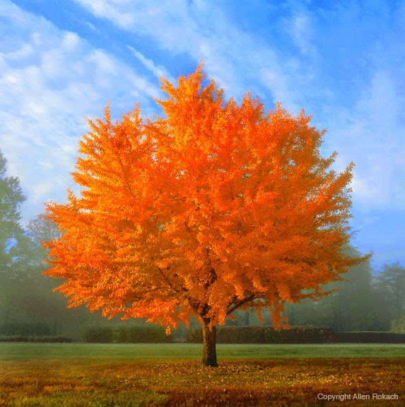 Blog Ginkgo Leaf Acupuncture Grand Rapids, MI