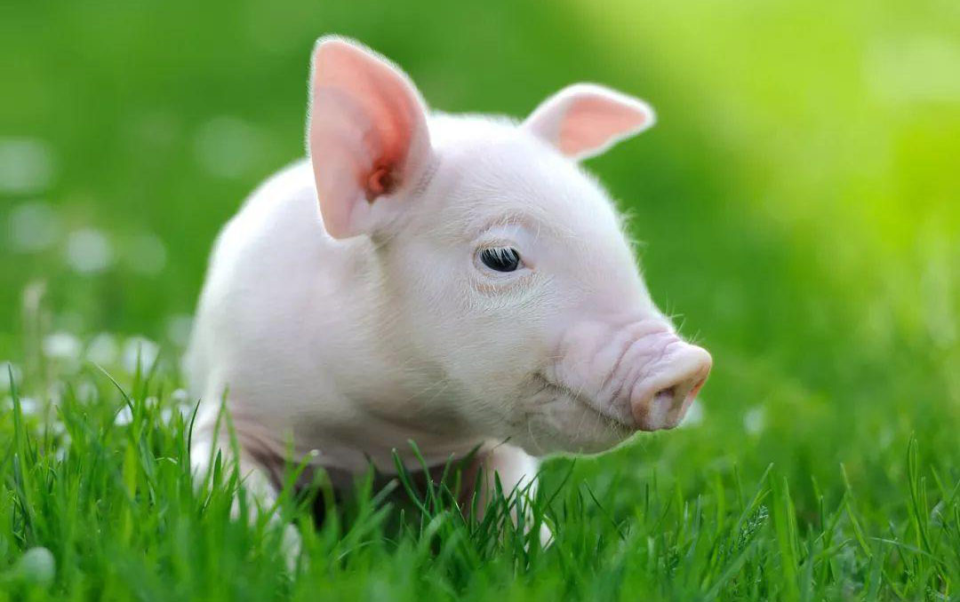 Ginte Materials Industry Company Limited (GMI)