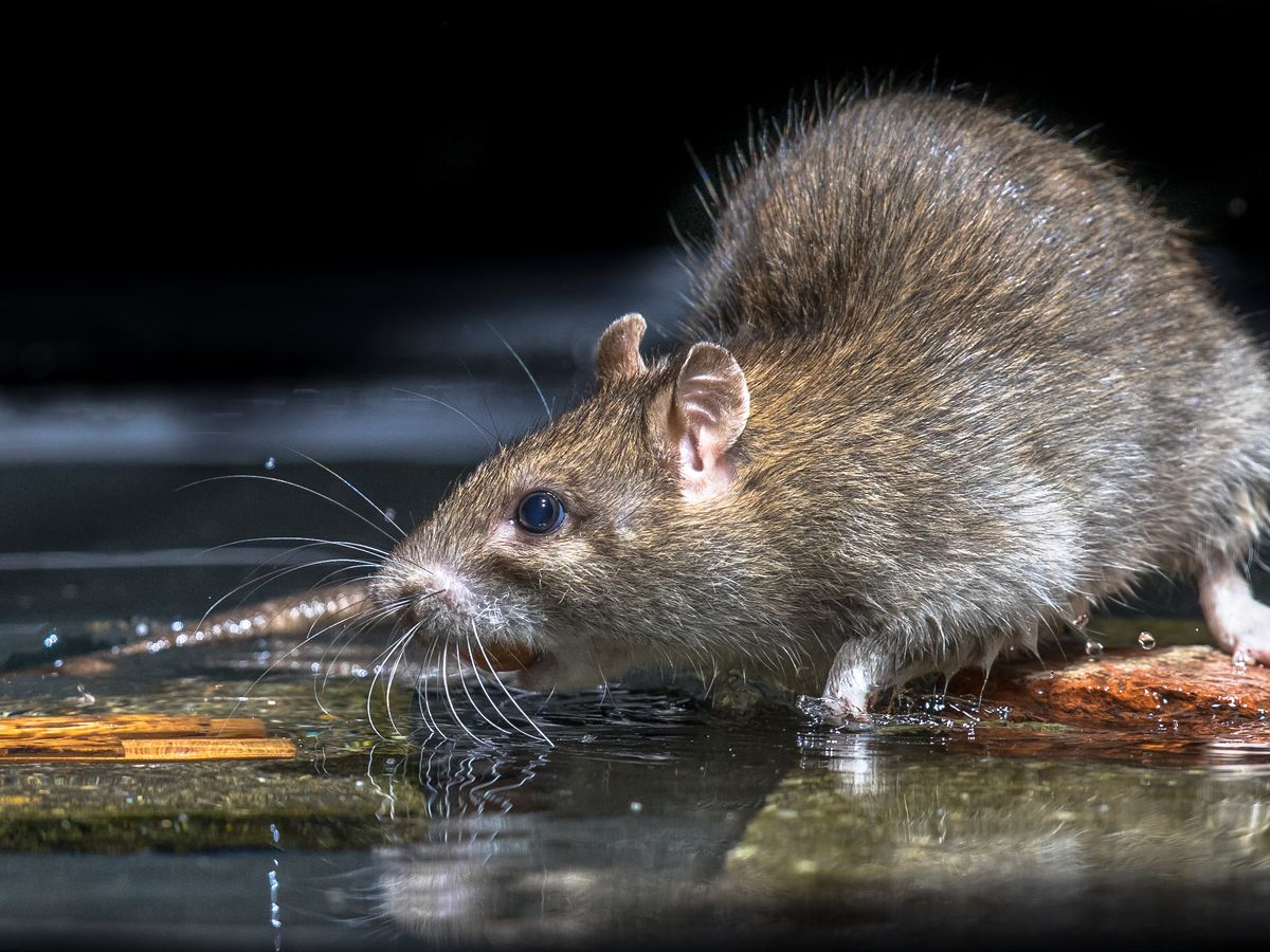 Weils Disease Gipping Angling Preservation Society