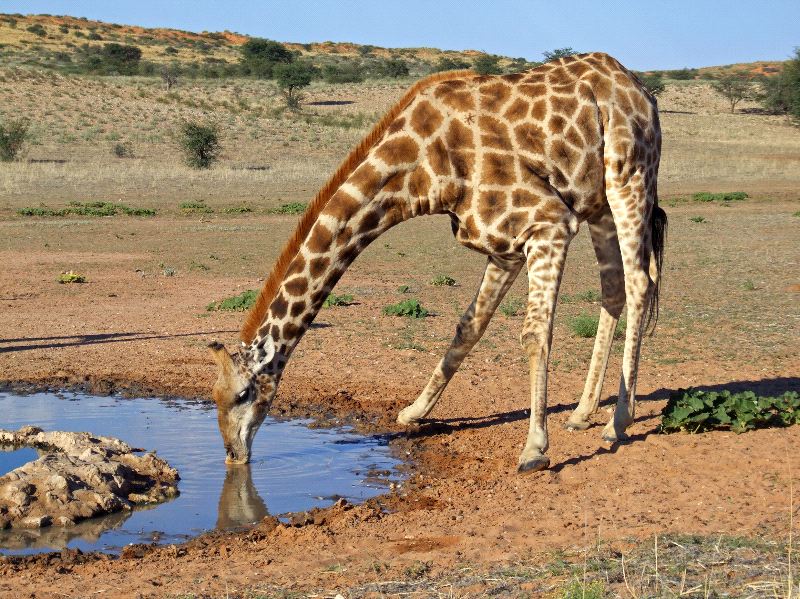 Giraffe Drinking Water Giraffe Facts and Information