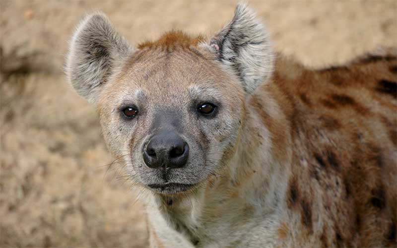 Giraffe Predators Giraffe Facts and Information