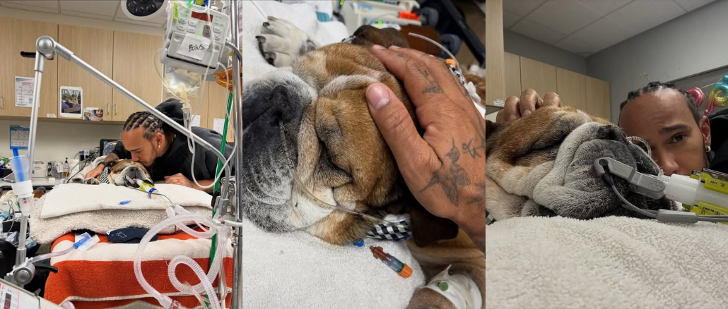 Lewis Hamilton Heartbroken as Beloved Bulldog Roscoe Dies After Battle With Pneumonia