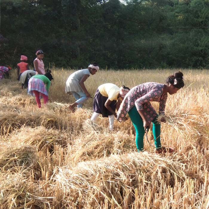 Jeeraphool Rice Archives