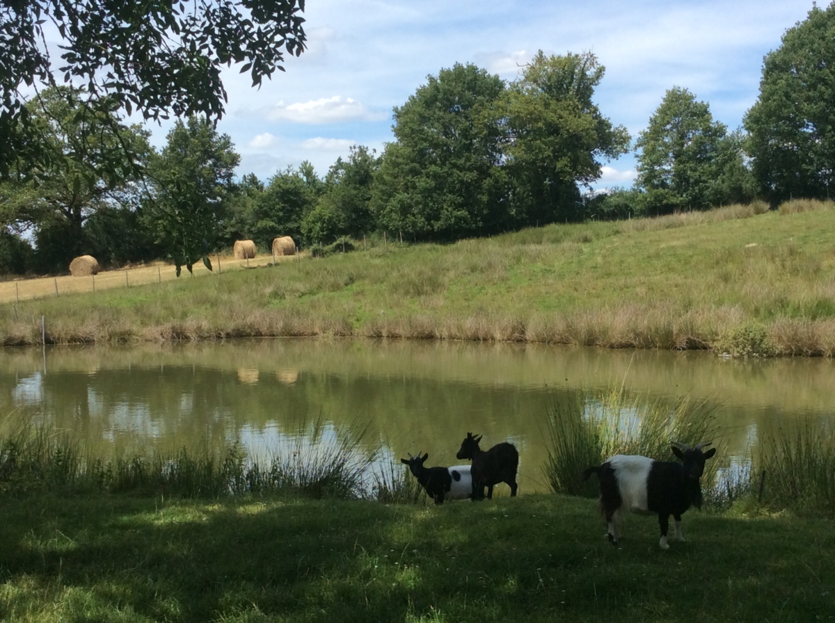 Gite de peche en Vendee sur étang privé