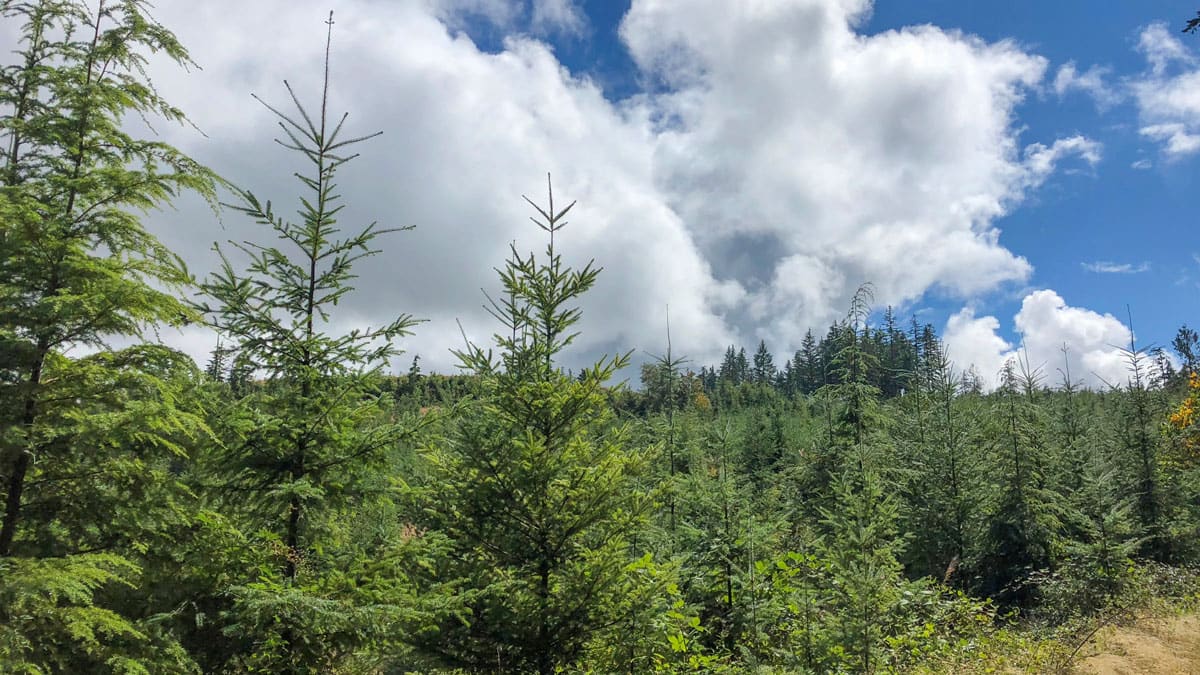 Forest Photos Giustina Land & Timber Co.