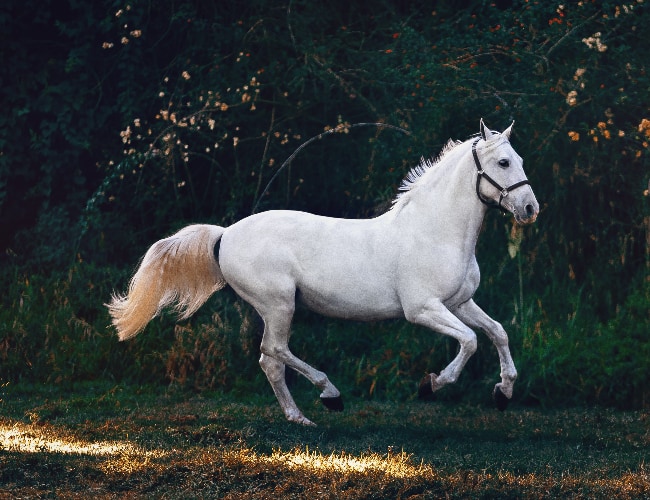 Top 15 Symbols of Empowerment and Their Meanings Give Me History