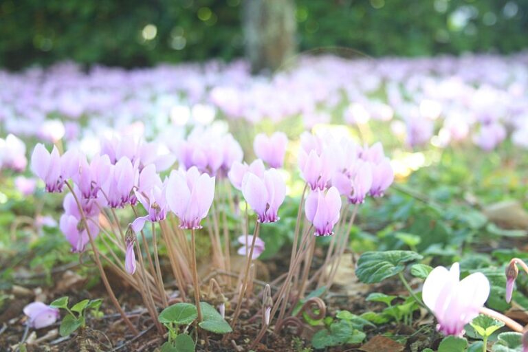 Top 9 Flowers That Symbolize Sadness Give Me History