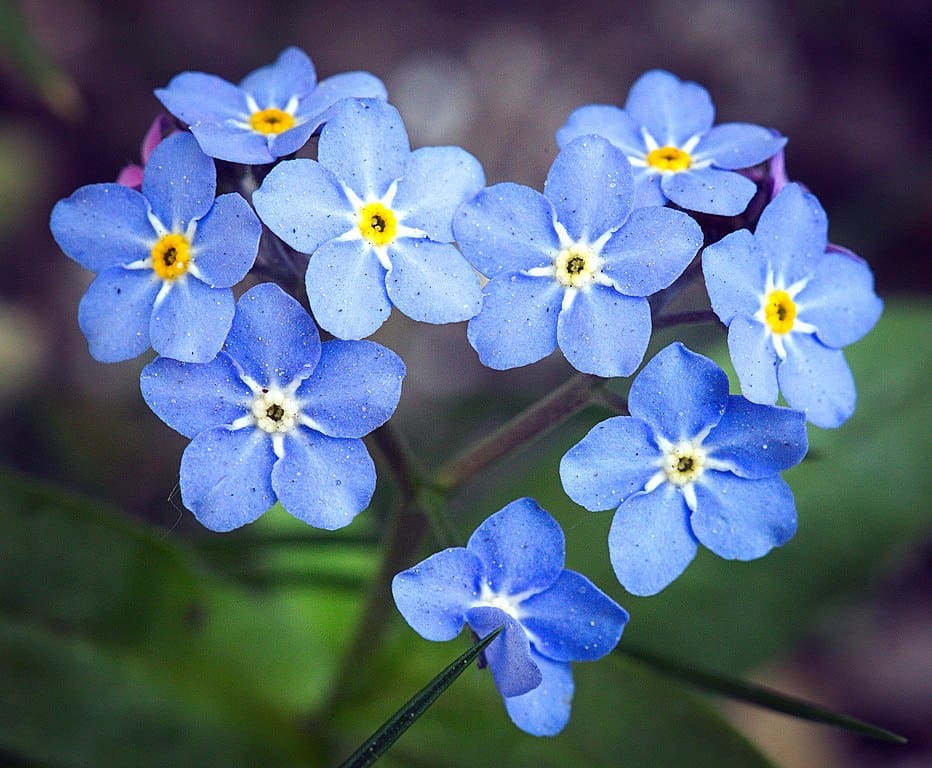 Top 10 Flowers That Symbolize Remembrance Give Me History