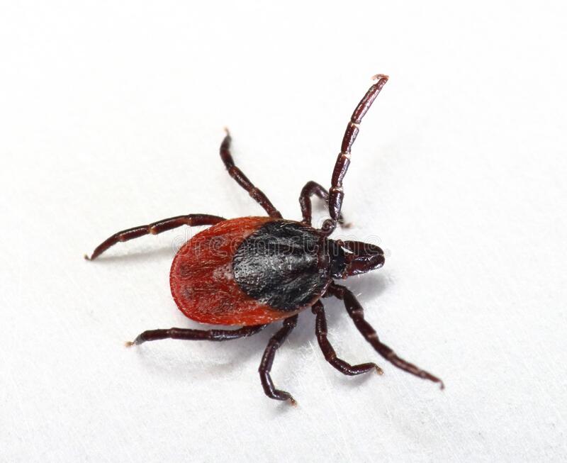 Tick Control Gladiator Pest Control