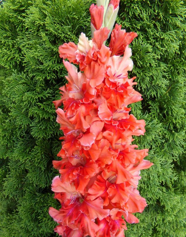 International Gladiolus Flowers Registration