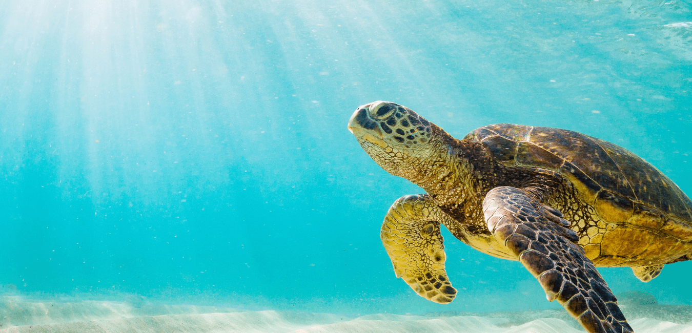 Turtle Splash EnviroKidz Tells the Sea Turtle Story with