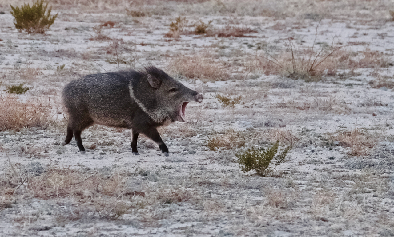 Texas Javelina Glen Canning