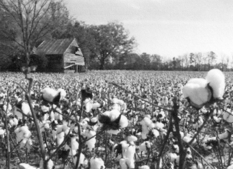 Growing Up on a Glendale Farm.