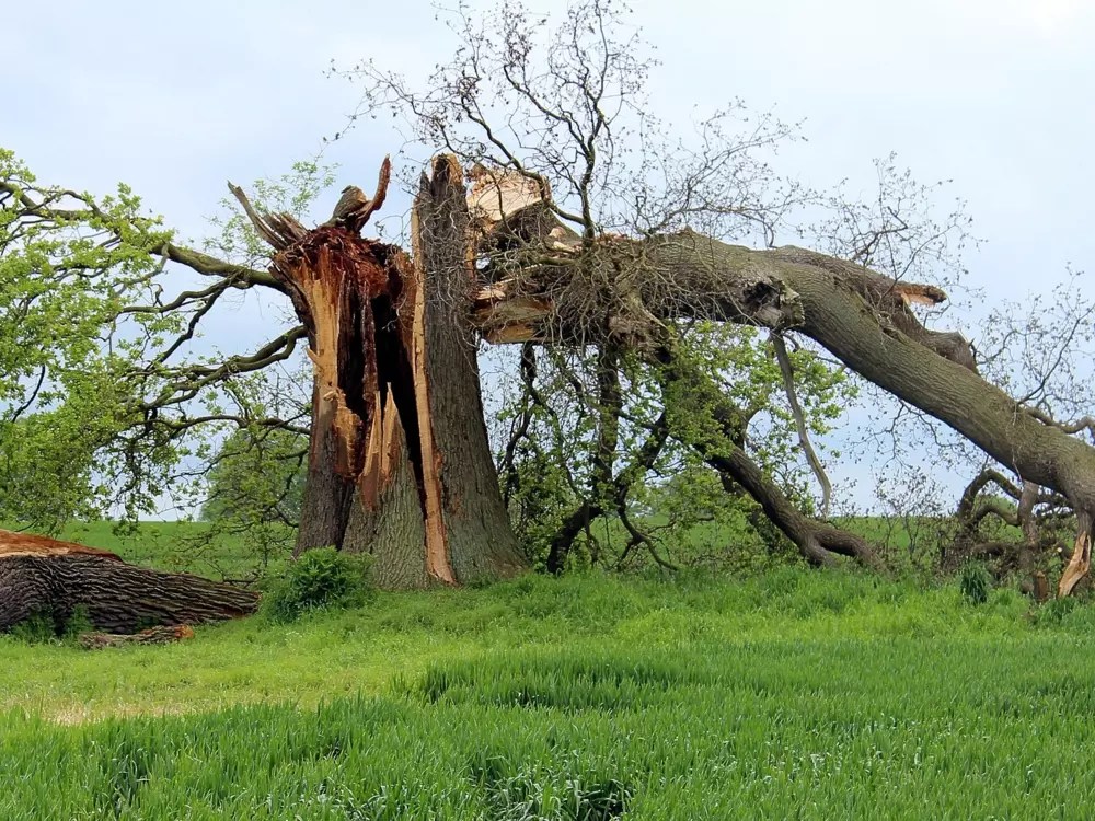 Who Is Liable For Damage Caused By A Neighbours Tree? Tree Removal