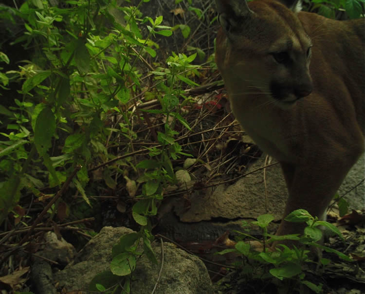 Mountain Lions of De Luz Canyon