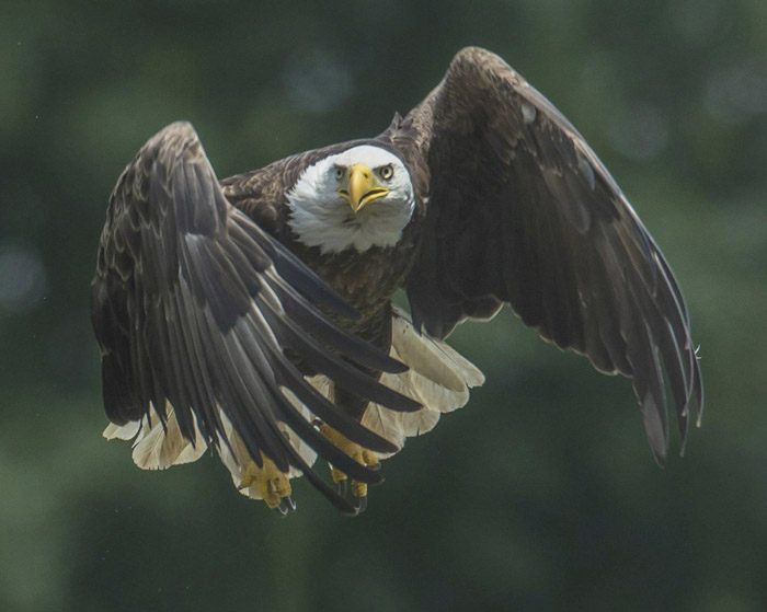 Bald eagles boom in NYS Glens Falls Chronicle