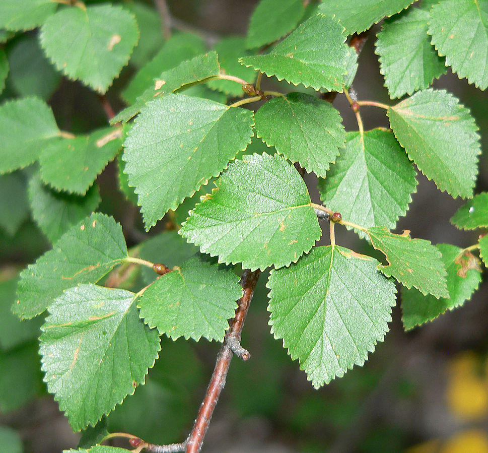 EXPLORING THE BENEFITS OF BIRCH LEAF EXTRACT Glentworth Formulations