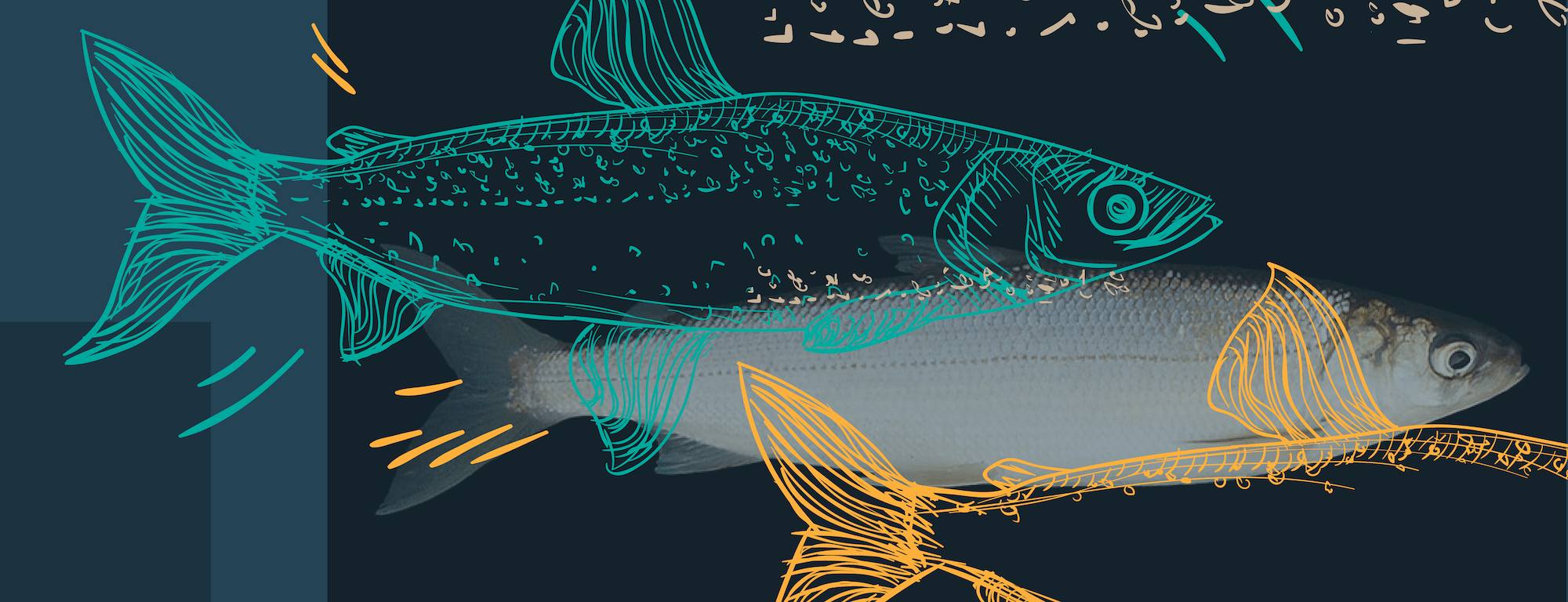 Mapping the Great Lakes cisco family tree Great Lakes Fishery Trust