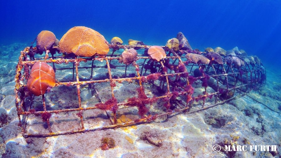 Biorock Artificial Reef Presentation Aug 1 Global Coral Reef Alliance