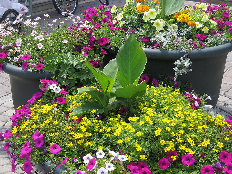 Container Gardens for Small Spaces Global Garden Friends, Inc.