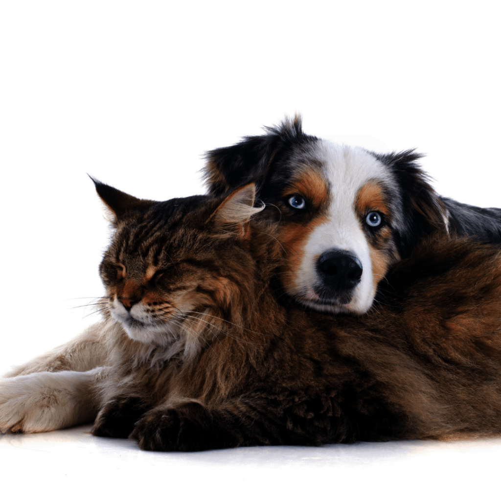 Reports on National Pet Food Bank Program GlobalGiving