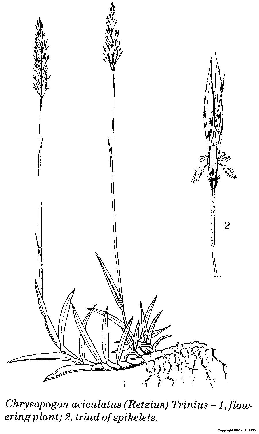 Chrysopogon aciculatus (Retz.) Trin. GlobinMed