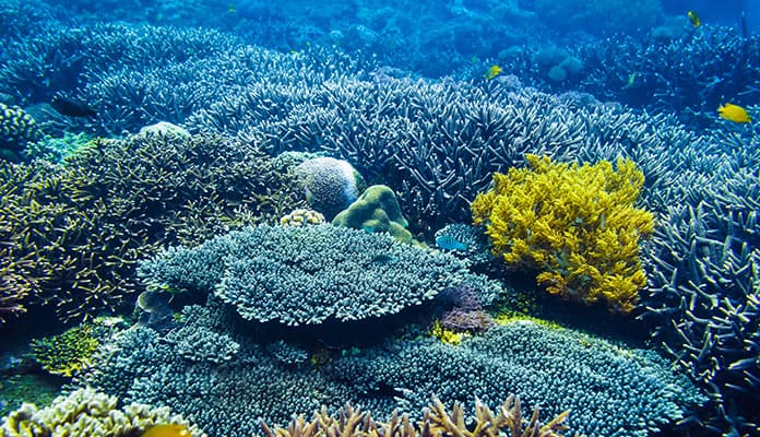 Hard Coral Identification Types Of Hard Coral Globo Surf