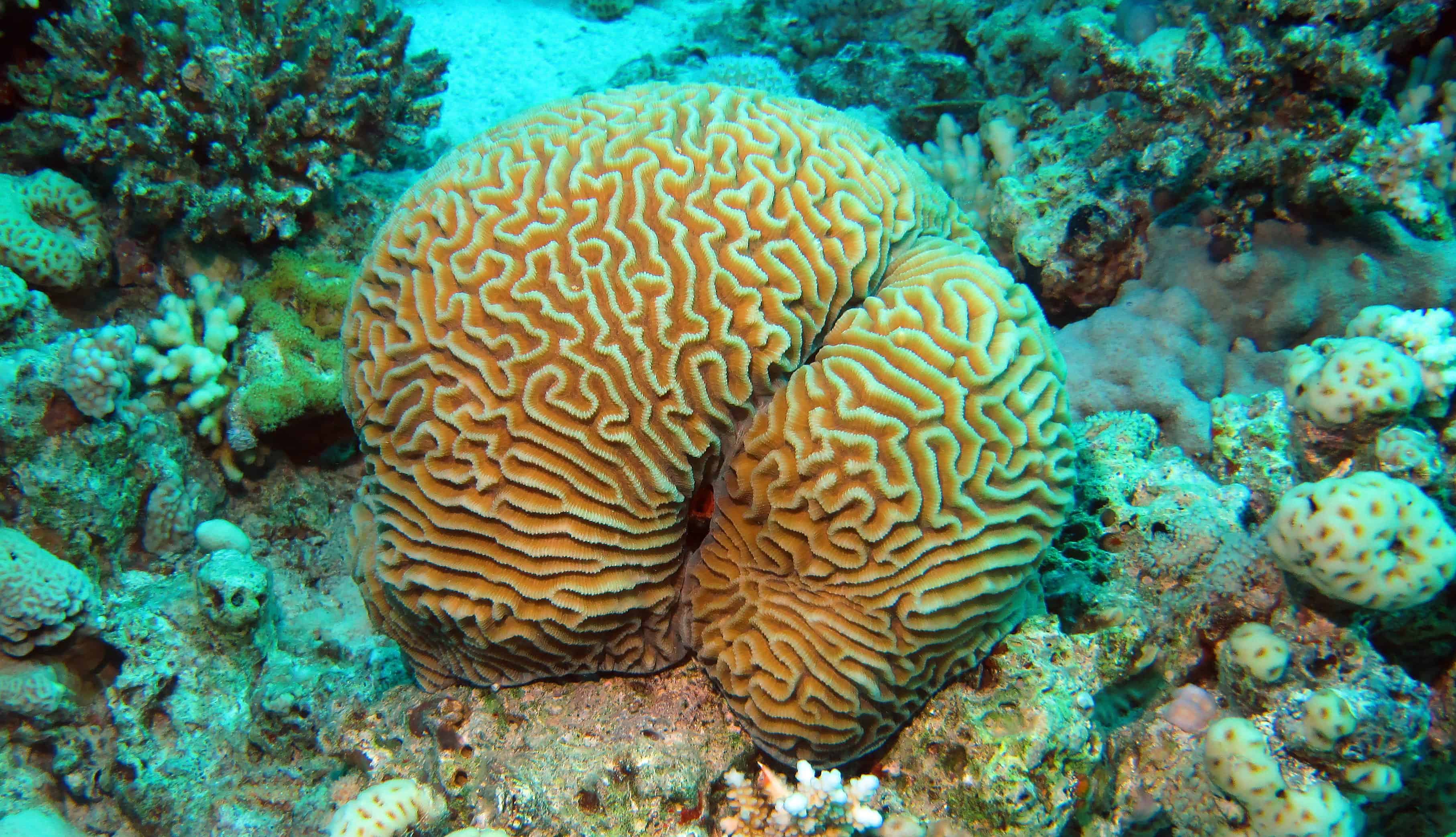 Hard Coral Identification Types Of Hard Coral Globo Surf