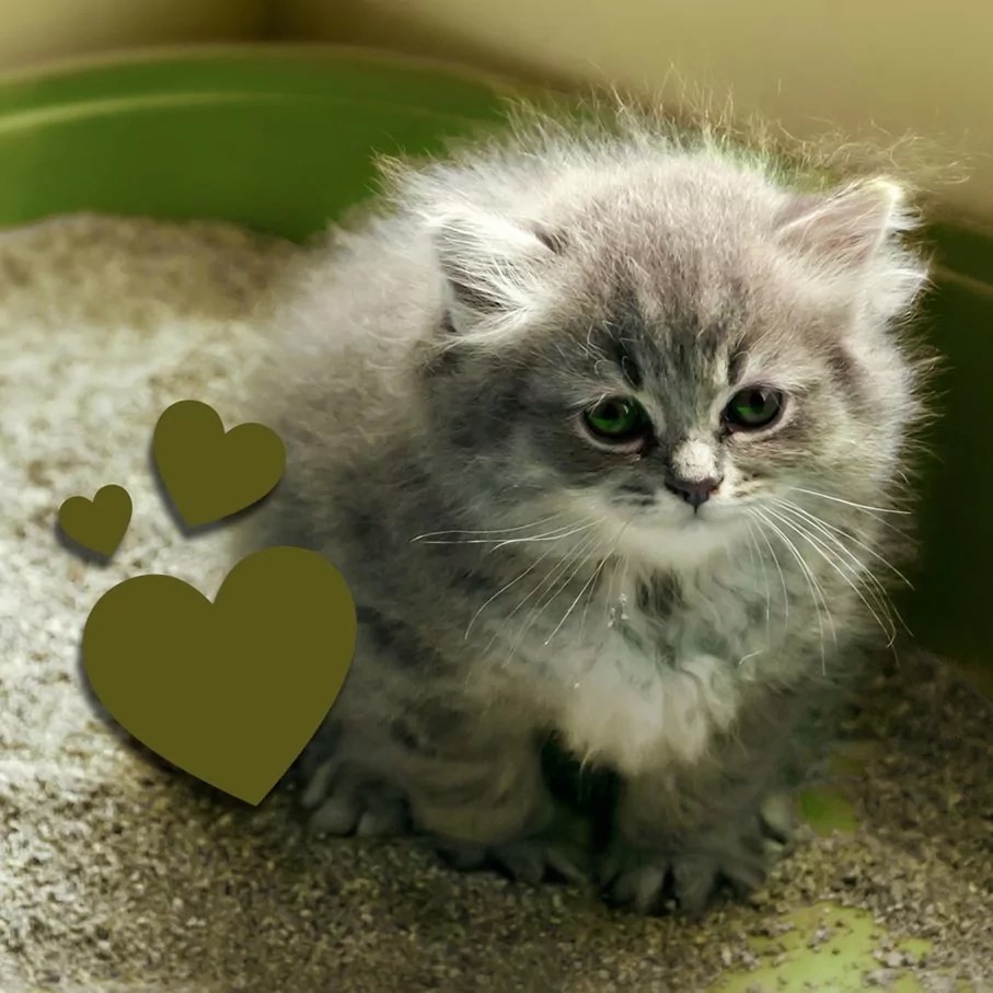 Globuli gegen Durchfall (Katze) Infos, Einnahme & Dosierung