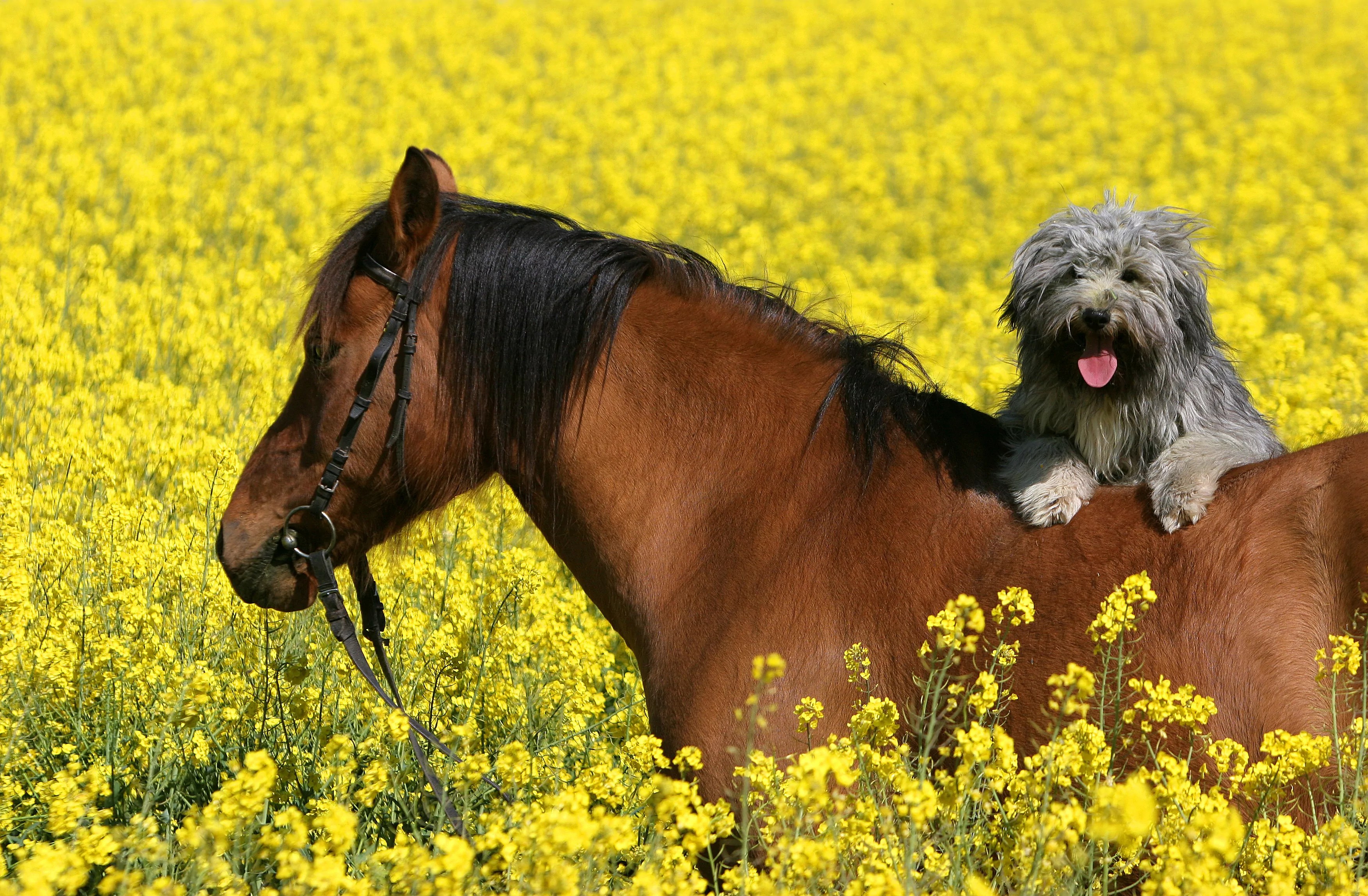 Globuli für Tiere Informationen, Einnahme & Dosierung