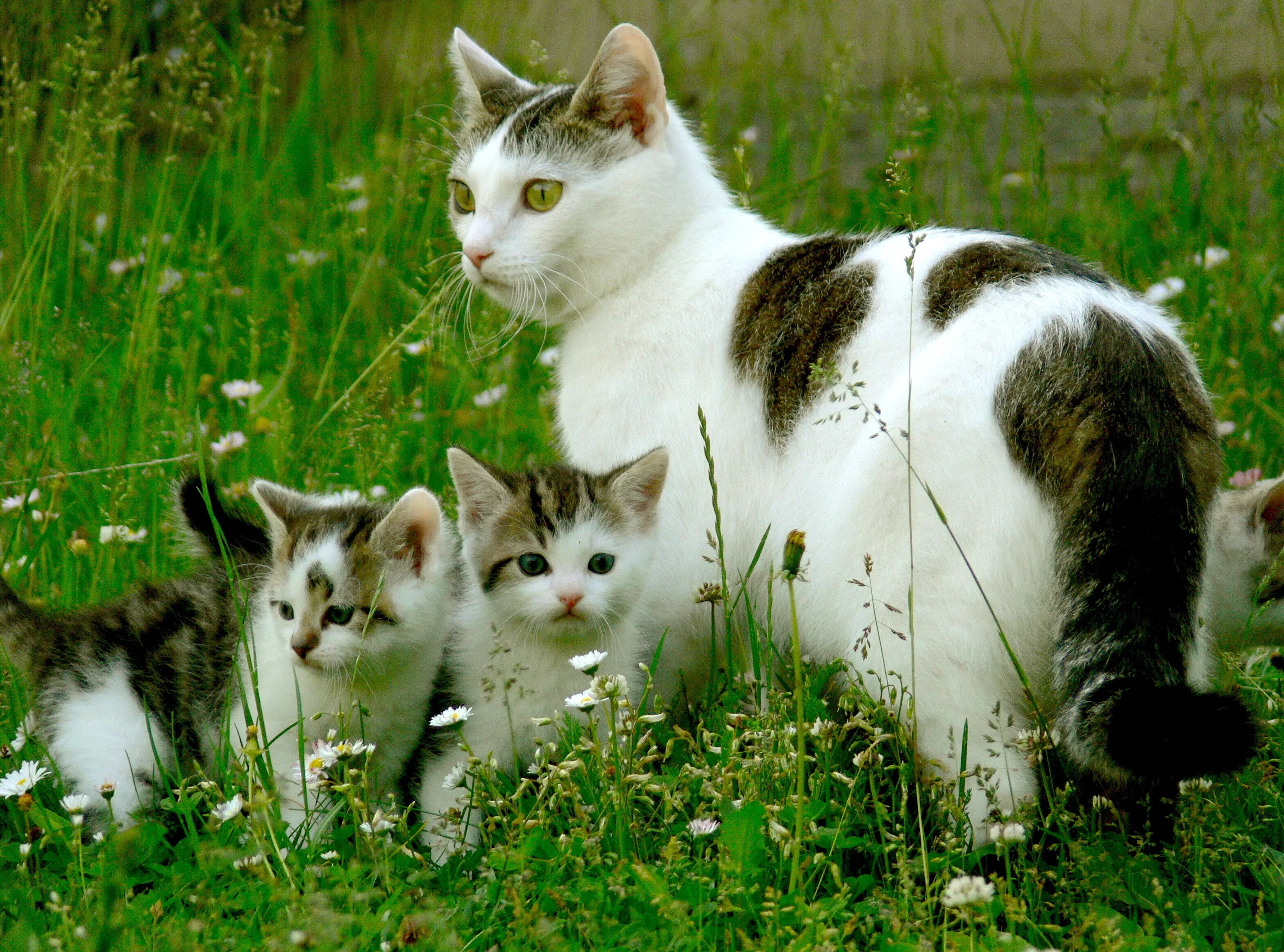 Globuli gegen Zecken bei Katzen Informationen & Tipps